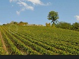 Les objectifs du nouveau référentiel de viticulture durable du Comité Champagne