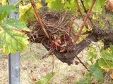 De la Poésie dans les vignes