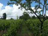 La vitiforesterie du domaine Grelier. Ecoutez voir