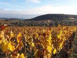 Que font les viticulteurs en automne