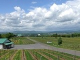 Les vins du Québec en mode 2.0