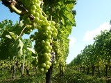 Confirmation d’une bonne récolte à Bordeaux: une aumentation prévue de + 40 % par rapport à 2013