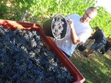 Coup d’envoi des vendanges en Gironde : avec le gel, les vignerons s’adaptent pour produire suffisamment de crémant pour leurs marchés