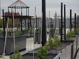 Insolite : New-York invente son tout premier vignoble sur le toit d’un immeuble