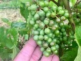 La grêle a de nouveau impacté quelques vignobles en Nouvelle-Aquitaine
