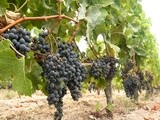 La production française de vin s’annonce en baisse de 10% cette année à cause de la météo