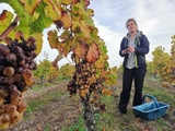 La production mondiale de vin 2021 pénalisée par la météo européenne