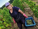 Luchey-Halde, un vignoble agroécologique expérimental à Mérignac