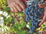 Participez aux vendanges avec les vignerons de Bordeaux