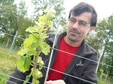 Quand les vignobles Ducourt expérimentent les cépages résistants, comme alternative à l’usage des pesticides