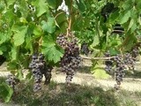 Radioscopie de la vigne en France : des inquiétudes en Alsace, un peu en Bourgogne et en Val de Loire, le sourire à Bordeaux
