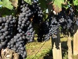Vol de 7 tonnes de raisins à Bordeaux : après le gel, la douche du vol, autant dire que la coupe est pleine