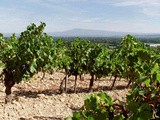 Gadagne, dernière née des appellations rhodaniennes