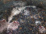 Lisson: vendanges 2010/4- le premiers raisins commencent leur fermentation