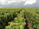N'achetez pas les  Vignobles de Sambre et Meuse 