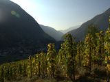Savoie : la renaissance du Vignoble de Cevins