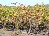 Les vignes réboussières – Sardan – 2017