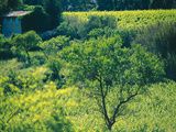 Coteaux d’Aix : zoom sur le domaine Les Bastides