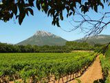 « Coupo Santo », un vin de messe pour prêtres exigeants