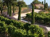 L’été dans le vignoble provençal, un beau programme