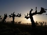L’inédite inscription au patrimoine historique français d’une vigne dans le Gers