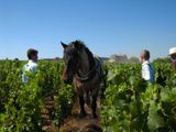 La maison Roederer teste la biodynamie