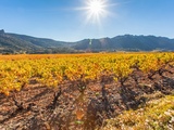 Palmarès Languedoc-Roussillon | Les plus belles enchères du 1er semestre 2021
