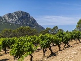 Palmares : top 20 des vins du Languedoc et du Roussillon