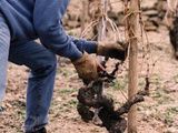 Pleins feux sur le domaine Pierre et Jérôme Coursodon