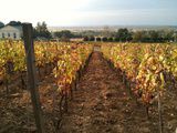 Toqués de Tokaj : reportage au royaume de Disznoko