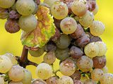 Vinification des liquoreux : passerillage ou botrytis