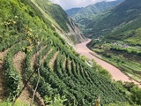 Xiaoling, l’incroyable aventure chinoise d’un vin de l’Himalaya