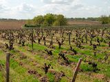 Zoom sur l’appellation Montlouis