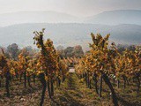 Covid-19 : quel impact sur le vignoble français