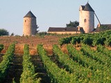 Découvrez un vignoble de la Vallée de la Loire : l'Anjou