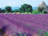 Quels plats pour les vins de Provence