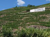 Serious hills for Serious wines : Côte Rôtie and Condrieu