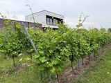 Le Wijndomein Waes célèbre ses vingt ans et devient une “boutique winery”