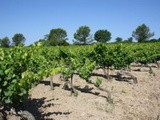 Mas Peyrolle en appellation Pic Saint Loup