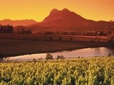 Vignobles du Monde : l'Afrique du Sud
