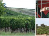 Vins et Vignobles de Central Coast : le Comté de San Luis Obispo