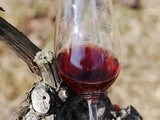 Le vin Bio: mythe ou réalité? - Quitou