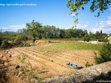 Inondation spectaculaire dans le vignoble du Languedoc, la vigne a les pieds dans l’eau