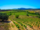 Route des vins en pays de Pézenas : un parcours théâtral sur les pas de Molière