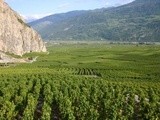 Communes viticoles et évolution du vignoble