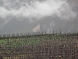 Le fendant, roi du Valais, la terre ensoleillée des vins suisses