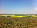 Balade en Champagne chez des vignerons atypiques