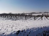 2012 : Vigne d'Anjou sous la neige