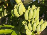 Gironde : Une mûrisserie de bananes installée près de Bordeaux
