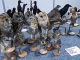 Nice : Trois mois de prison avec sursis pour un « collectionneur » d’oiseaux protégés